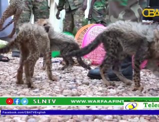 11 Cheetah cubs rescued by Somaliland national army