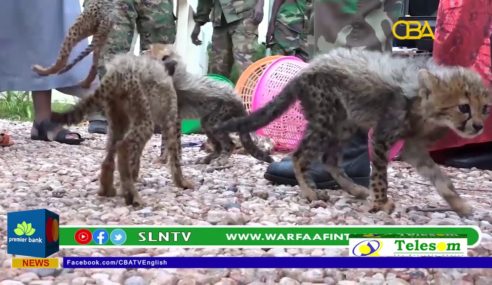 11 Cheetah cubs rescued by Somaliland national army