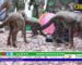 11 Cheetah cubs rescued by Somaliland national army