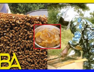 Barnaamika Gaar ah:- Waxtarka Malabka Shinida