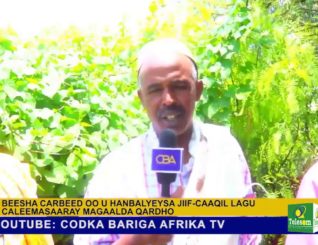 Beesha Carbeed Ee Gobolka Sanaag Ayaa Hambalyo U Dirtay Jiif Caaqil Lagu Doortay Magaalada Qardho