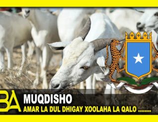 Wasaarada Diinta Iyo Awqaafta Xukuumada Somalia Oo soo saartay Amar Ku Aadan Xoolaha La Qalo Carafo
