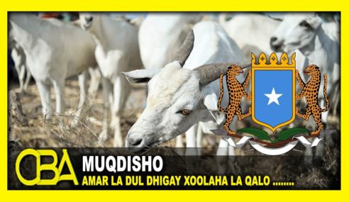 Wasaarada Diinta Iyo Awqaafta Xukuumada Somalia Oo soo saartay Amar Ku Aadan Xoolaha La Qalo Carafo