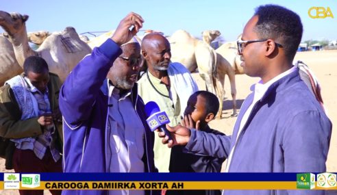 Mid kamid ah ganacsatada xoolaha ee magaalada Burco oo sheegay in Berbera oo keli ah lagu cashuuro xoolaha