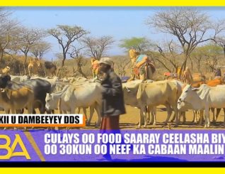 Culays soo food saaray Ceelasha biyaha oo ay ka cabaan 30 kun oo Neef maalin kasta.