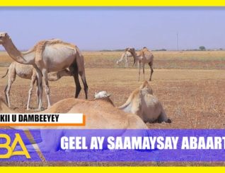 Xoolaha ka hadhay abaartay : ayaa u dhimanaya baad la’aan.