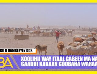 Xoolihii way socod gabeeen, mana gaadhi karaan meelaha waraabka.