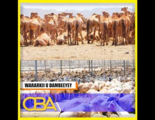 Xisbiga Ucid ayaa ka hadlay suuq xumada xoolaha iyo beeyada, Wasaaradda ganacsigana eedeeyey!