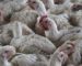 Mozambique kills thousands of chickens to prevent spread of bird flu from South Africa