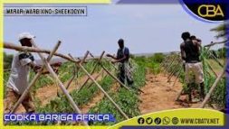 Beeralayda Gabiley ayaa sheegay in ay kordhin doonaan waxsoosaarka khudaarta