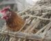 Burkina Faso records outbreak of bird flu