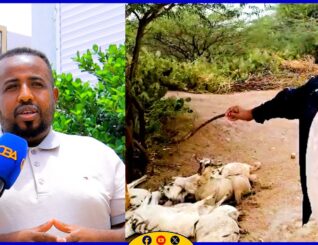 “Malaha shirkadaha laydhka birahoodu uma xisaabsana. Aniga ayay i badbaadiyeen xooluhu. ” Xasan Si-naxariisleh oo ka hadlay koronto dishay xoolo magaalada Hargeysa.