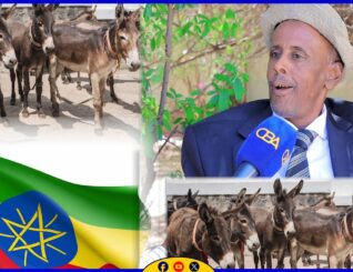 “Dameerihii Somaliland ayaa la tahriibinyaa oo loo gudbinayaa Itoobiya” Guddoomiyaha Ururka Xuquuqda Xayawaanada Somaliland.