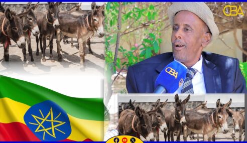 “Dameerihii Somaliland ayaa la tahriibinyaa oo loo gudbinayaa Itoobiya” Guddoomiyaha Ururka Xuquuqda Xayawaanada Somaliland.