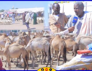 Qiimaha xoolaha nool ee Hargeysa ayaa sare-u-kac wey ku yimi iyo sababa