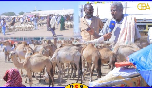 Qiimaha xoolaha nool ee Hargeysa ayaa sare-u-kac wey ku yimi iyo sababa