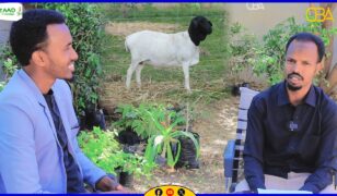 Maansadii laxdii daylo|| Hal-Abuur Cumar maxamuud cabdilaahi||Ardaa Dhaqan