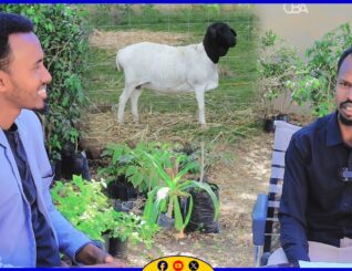 Maansadii laxdii daylo|| Hal-Abuur Cumar maxamuud cabdilaahi||Ardaa Dhaqan