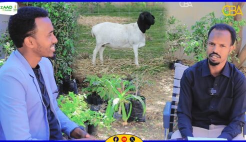 Maansadii laxdii daylo|| Hal-Abuur Cumar maxamuud cabdilaahi||Ardaa Dhaqan