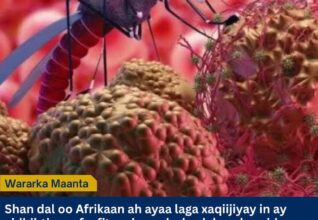 WHO: Shan Dal oo Afrikaan ah oo Lagu Dhawaaqay Inuu Ka Dhammaaday Faafitaanka Dabayshu